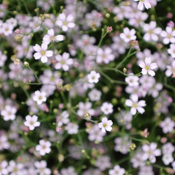 Petrorhagia saxifraga